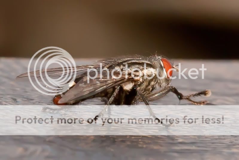 IMAGE: http://i733.photobucket.com/albums/ww333/pauliddon002/original.jpg