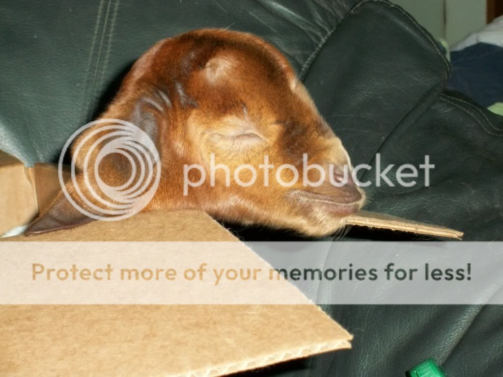 My Miracle Kid - Goats