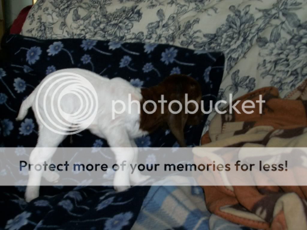 My Miracle Kid - Goats