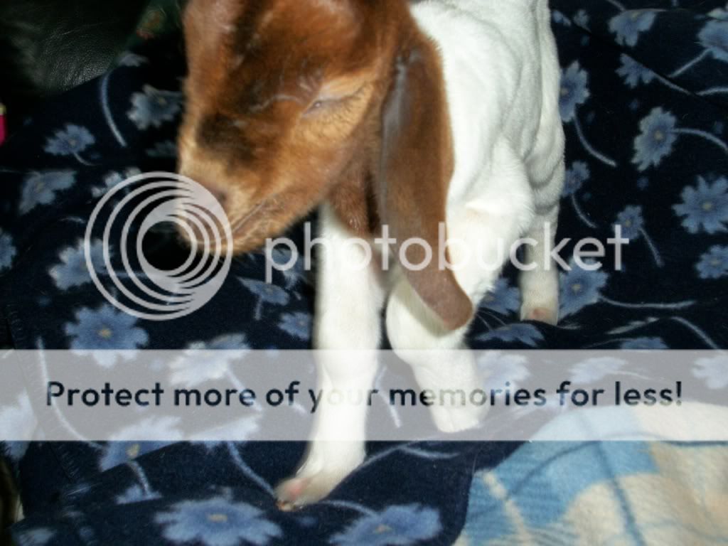 My Miracle Kid - Goats