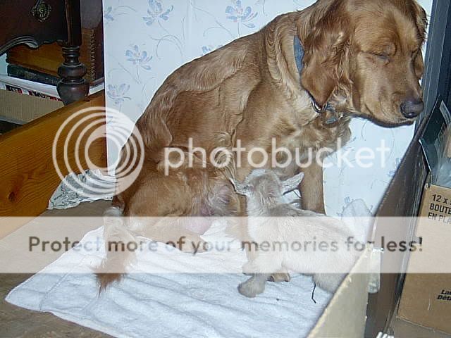 What's your nurse animal? - Goats