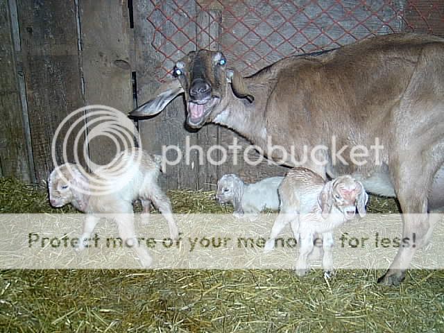 The cherubs have landed - Goats