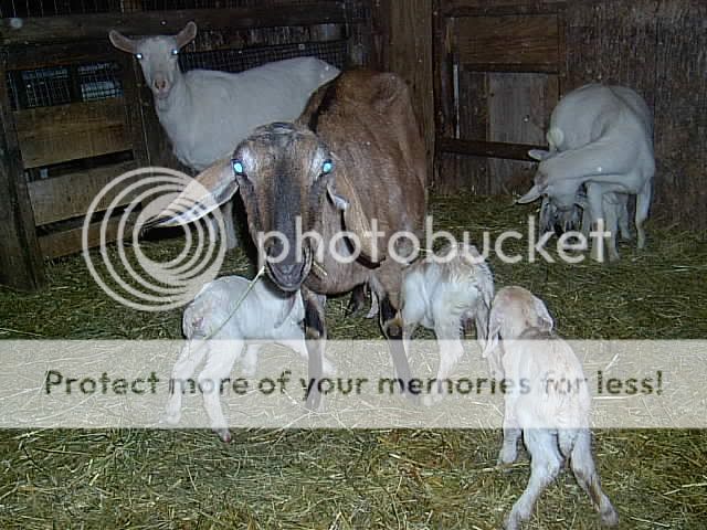 The cherubs have landed - Goats