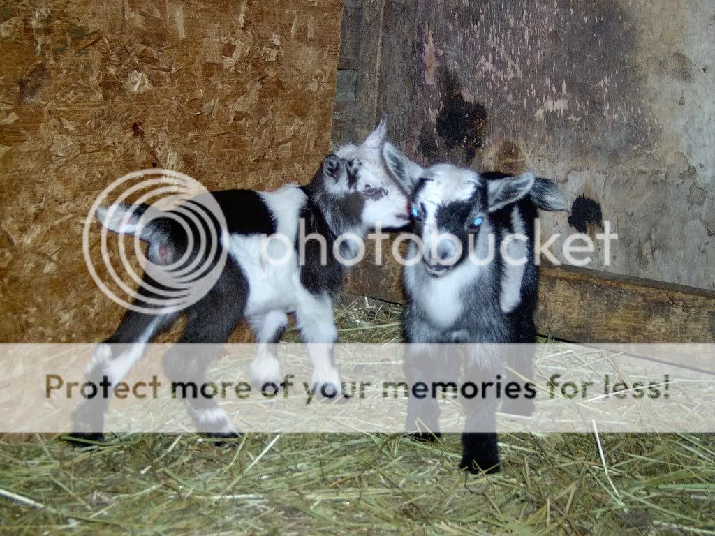 Goatie pics! - Goats