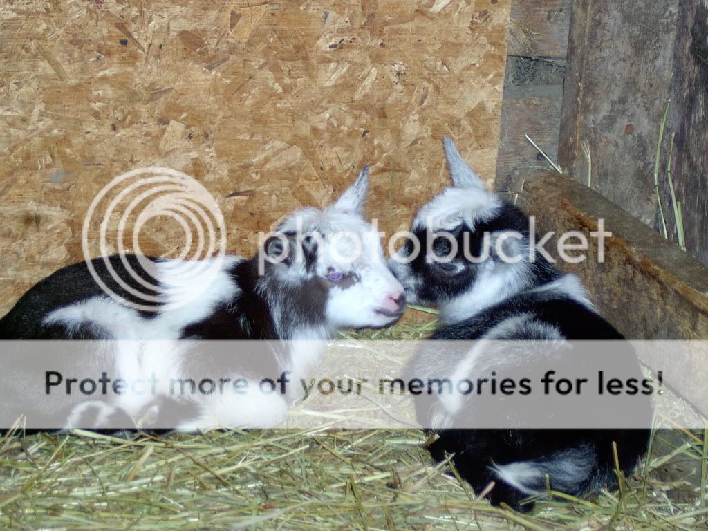 Goatie pics! - Goats