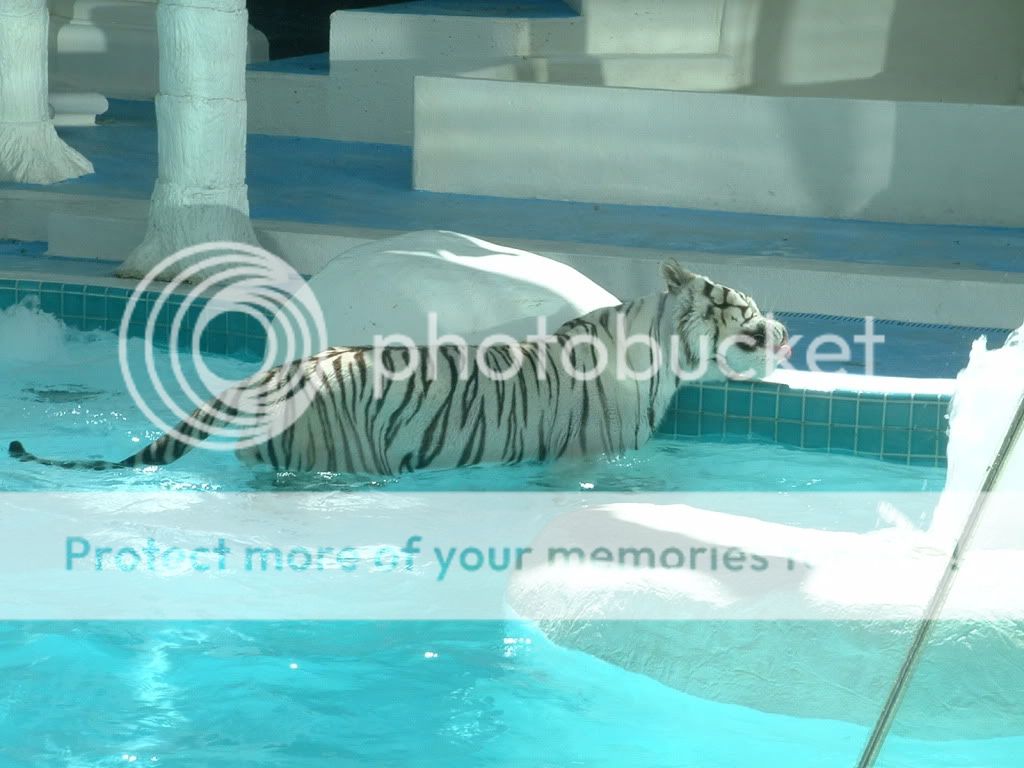 White Tiger Photo by lup33_2009 Photobucket