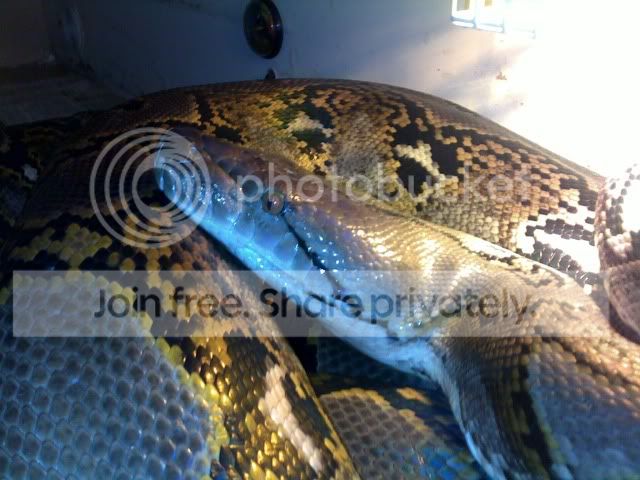 The Reticulated Python Thread | Page 12 | Reptile Forums